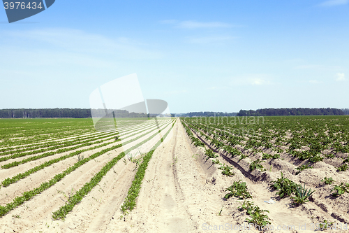 Image of Field with carrot 