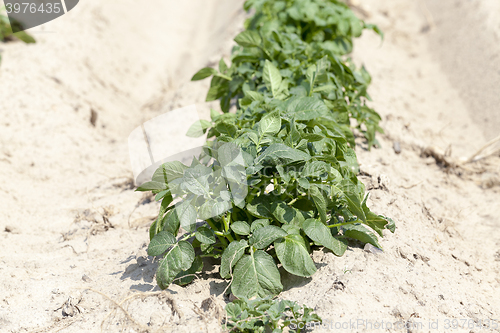 Image of Agriculture,   potato field  