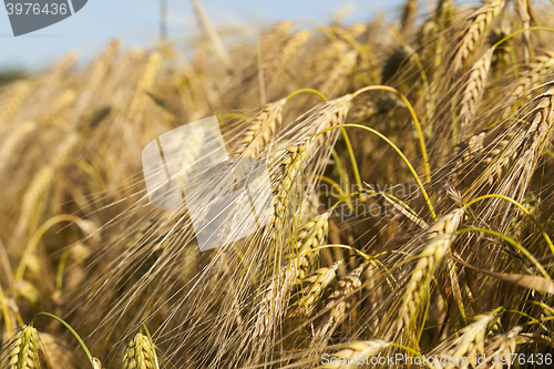 Image of Field of cereal in the summer  