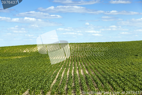 Image of Corn field, summer 