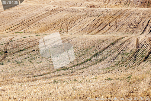 Image of agricultural field, cereals  