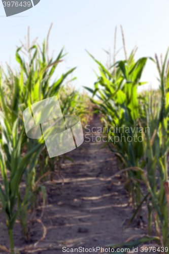 Image of Green immature corn  