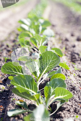 Image of green cabbage in a field  