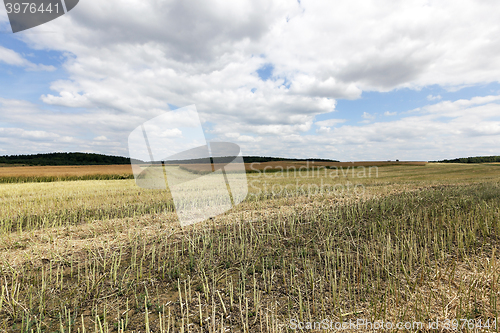 Image of rapeseed field in the summer  