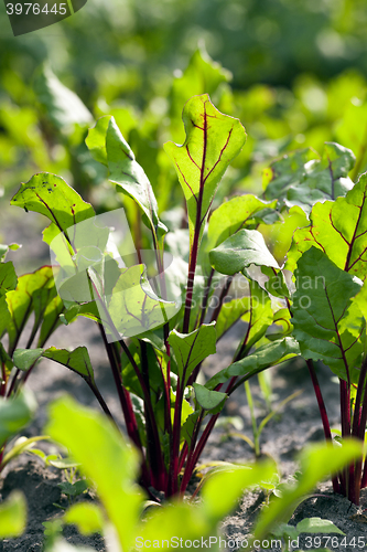 Image of young beet greens 