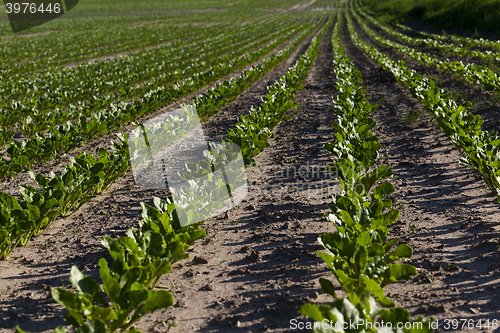 Image of field with beetroot  