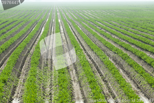 Image of Field with carrot  
