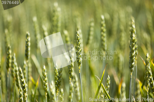 Image of green cereals, close-up 