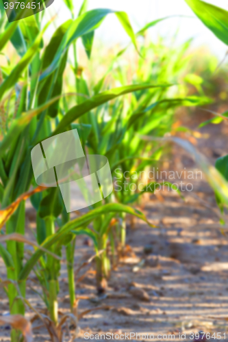 Image of Green immature corn  