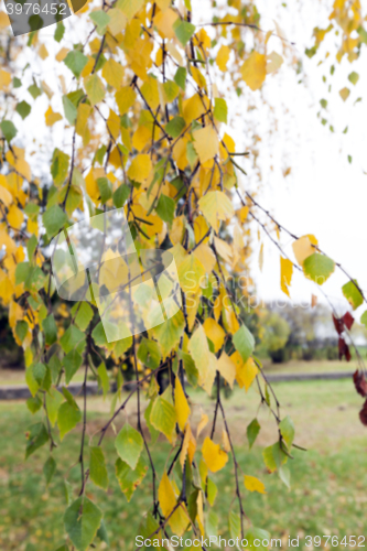 Image of Autumn Park, overcast 