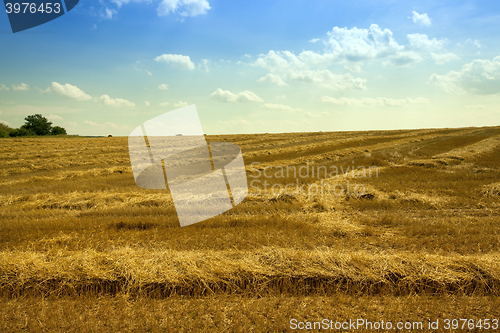 Image of Cut the straw in the field of agriculture 