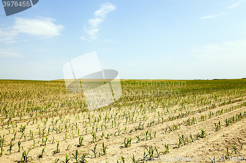 Image of Corn field, summer 