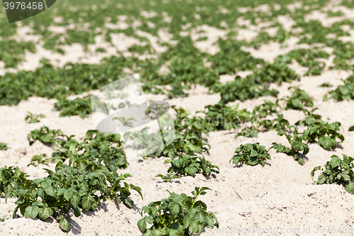 Image of Agriculture,   potato field 