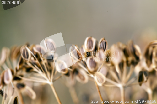 Image of mature dill close-up 