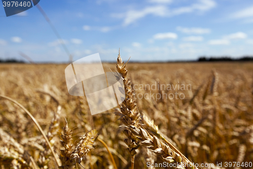 Image of agricultural field with cereal 