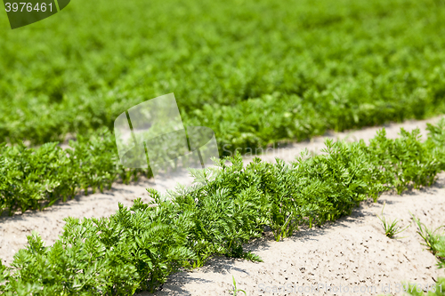 Image of Field with carrot 
