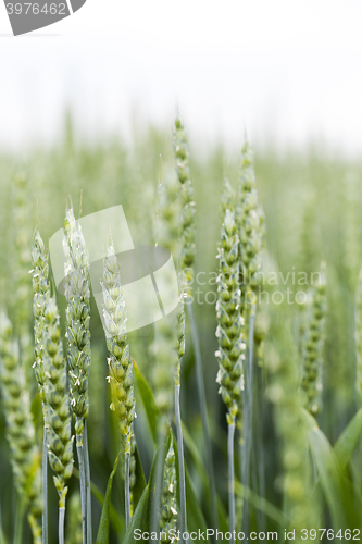 Image of unripe ears of wheat  