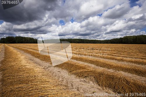 Image of Flax field , autumn