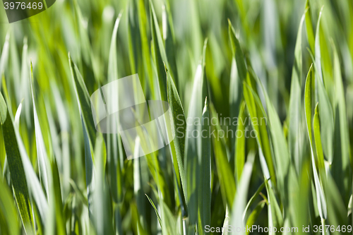 Image of Agriculture. cereals. Spring 