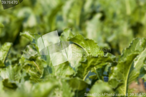 Image of beetroot in field  