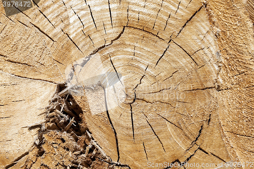 Image of tree harvesting, close-up 