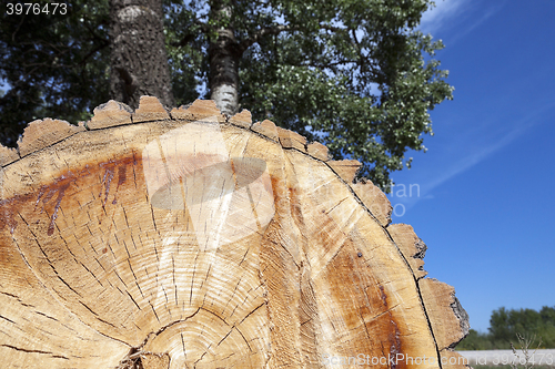 Image of cut down a tree, close-up  