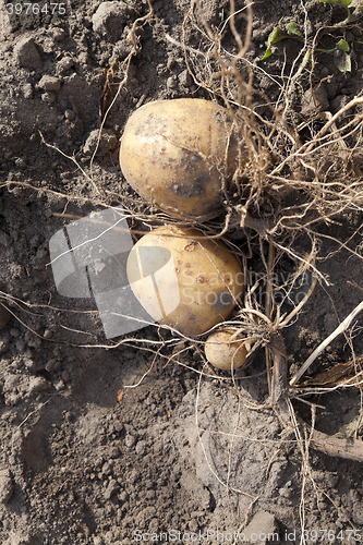 Image of Potatoes on the ground  