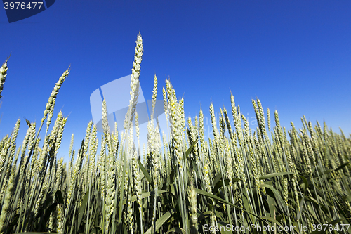 Image of agricultural field wheat  