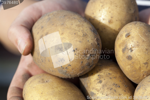 Image of Potatoes in hand  