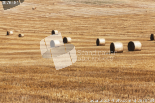 Image of agriculture, not in focus  