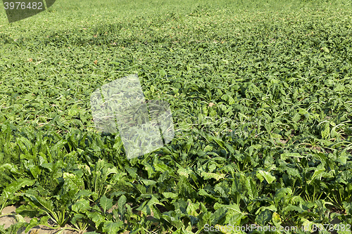 Image of faded sugar cane 