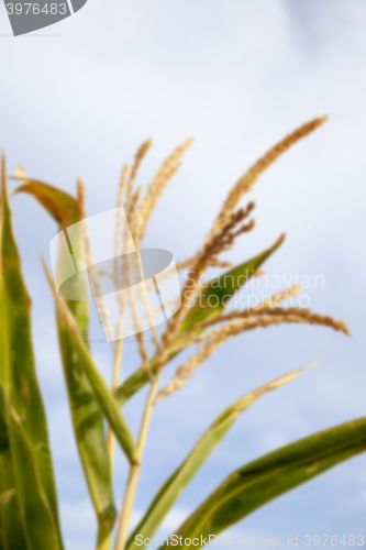 Image of Green immature corn 