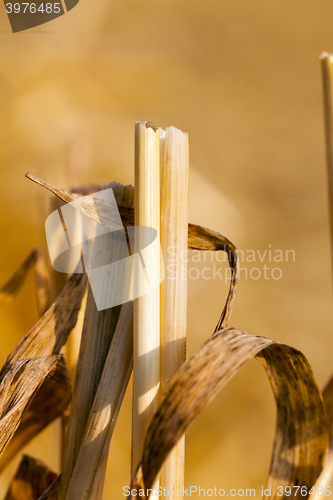 Image of wheat field after harvest  