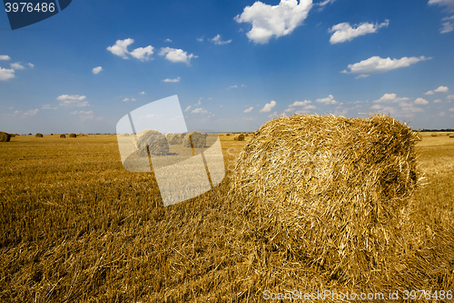 Image of Stack of straw 