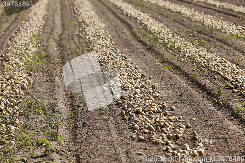 Image of Harvesting onion field  