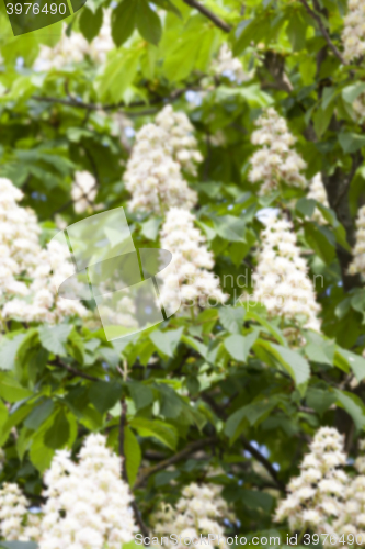 Image of blooming chestnut tree in the spring  