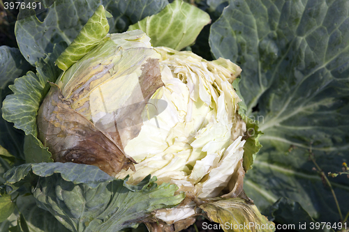 Image of rotten cabbage, close-up  