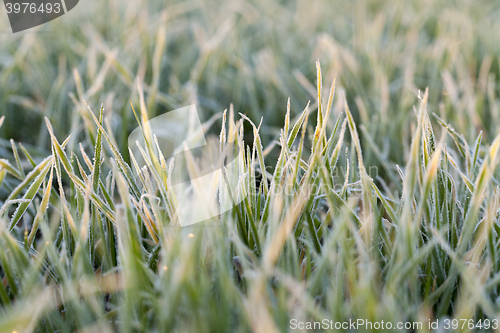 Image of green wheat, close-up  