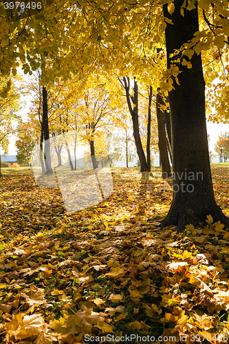 Image of autumn trees in the park  