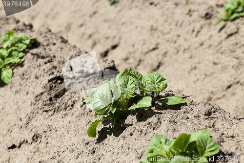 Image of Agriculture. Green potatoes  