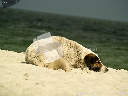 Image of Lonely Dog on a beach