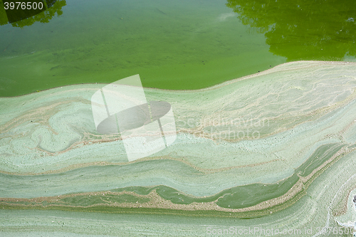 Image of green swamp, close-up  