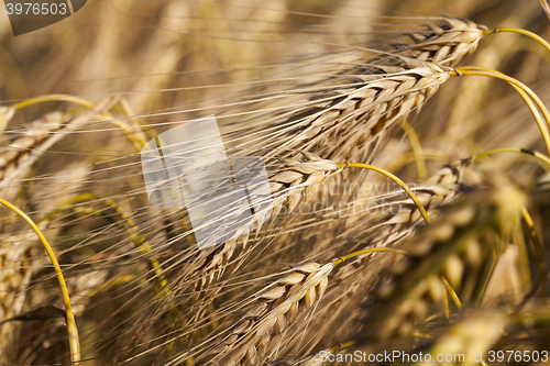 Image of farm field cereals  