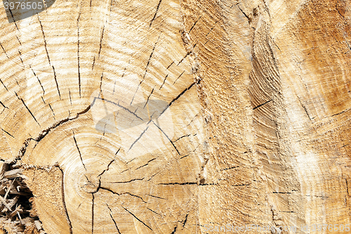 Image of tree harvesting, close-up  