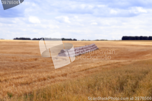 Image of stack of wheat straw  