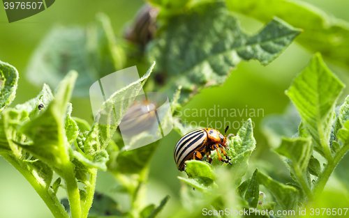 Image of Colorado potato beetle in the field  