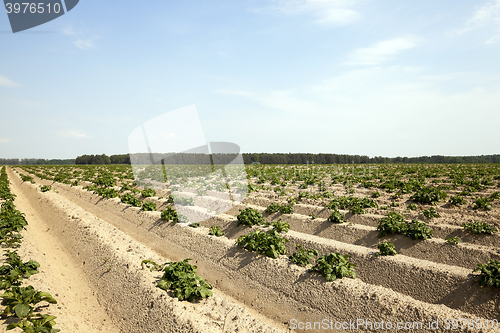 Image of Agriculture,   potato field 