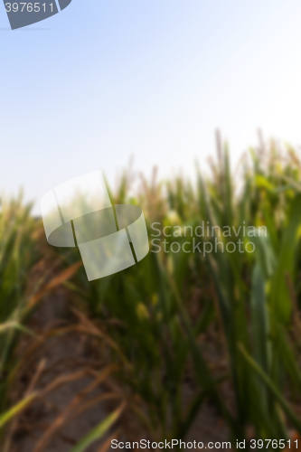 Image of Field with corn  