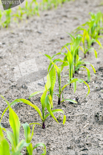 Image of corn field. close-up  