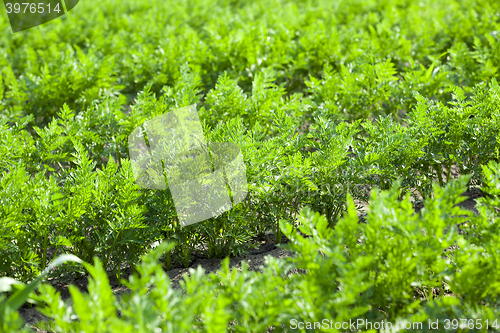 Image of Field with carrot  